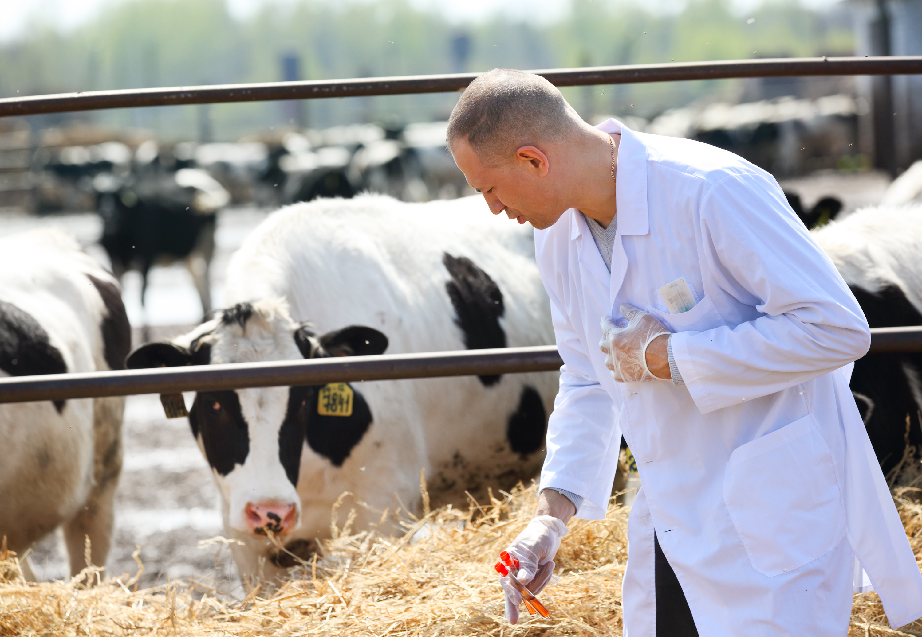 male cow veterinarian at   farm takes analyzes